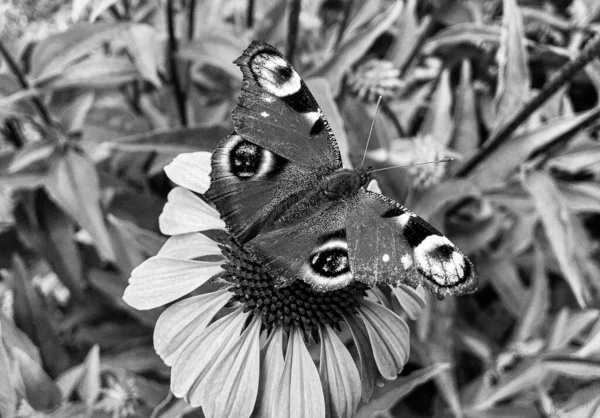 Fotografia Para Tema Bela Borboleta Preta Monarca Flor Prado Foto — Fotografia de Stock