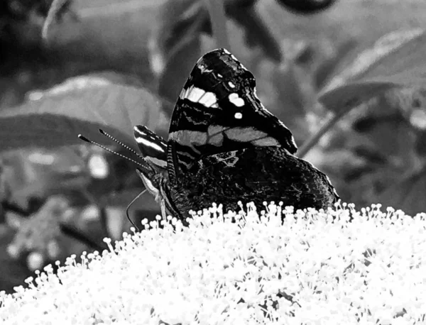 Фотографія Тему Красивого Чорного Метелика Монарх Луговій Квітці Фотографія Складається — стокове фото