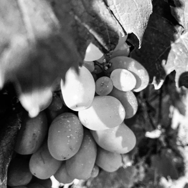 Fotografia Tema Bella Uva Cespuglio Bacche Con Foglie Naturali Sotto — Foto Stock