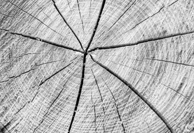 Güzel ahşap çatlak eski meşe, doğal doku yakın, eski yüzey ahşap meşe, çizgili doku eski meşe, duvar kağıdı arka planı için dekoratif tekir kırığı.