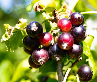 Tema üzerine fotoğraf: Gökyüzünün altında doğal yaprak olan güzel böğürtlen üzümü, kırsal alanda çalılık üzümü, kır üzümü, kara üzümlü, büyük doğa çiftliği bahçesinde frenk üzümü.