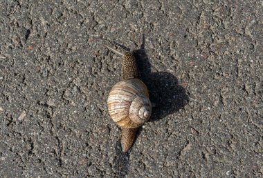 Islak yolda sürünen kabuklu büyük bahçe salyangozu çabuk eve gel, salyangoz Helix vücudu korumak için sarılmış lezzetli yiyeceklerden oluşur, balçıklı doğal neşe salyangozu balçıktan korur, besleyici krema yapabilir.