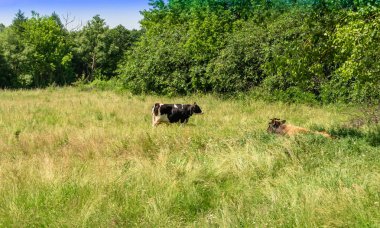 Tema üzerine fotoğraf. Güzel, büyük süt ineği mavi gökyüzünün altında yeşil çayırda otluyor. Uzun kuyruklu süt ineğinden oluşan fotoğraf çayırda saman yiyor. Lezzetli beyaz sıvı için otlaktaki süt ineği.
