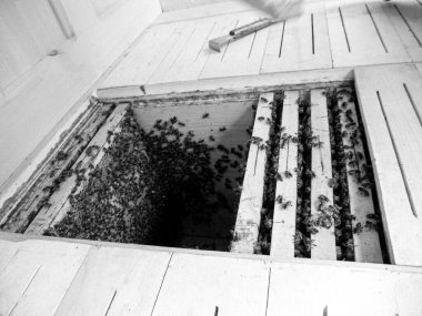 Kanatlı arı yavaşça uçar ve canlı çiçeklerden özel arı kovanına nektar toplar. Arı kovanından, arı kovanından, arı bacağındaki çiçek tozundan, arılara yakın planda arı kovanından oluşan arı kovanından.