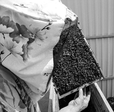 Kanatlı arı yavaşça arı yetiştiricisine uçar canlı çiçeklerden nektar toplar. Arı kovanından, arı kovanından, arı bacağındaki çiçek tozundan, arka plandaki arılar için arıcıdan oluşan arılardan.