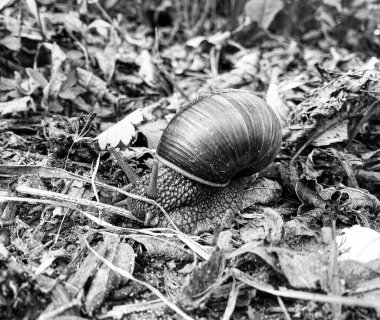 Islak yolda sürünen kabuklu büyük bahçe salyangozu çabuk eve gel, salyangoz Helix, vücudu korumak için sarmalanmış lezzetli yiyeceklerden oluşur, balçık kabuklu doğal hayvan salyangozu, besleyici krema yapar.