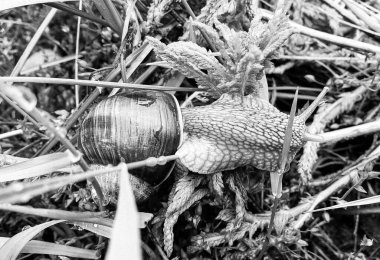 Islak yolda sürünen kabuklu büyük bahçe salyangozu çabuk eve gel, salyangoz Helix, vücudu korumak için sarmalanmış lezzetli yiyeceklerden oluşur, balçık kabuklu doğal hayvan salyangozu, besleyici krema yapar.