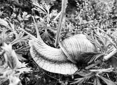 Islak yolda sürünen kabuklu büyük bahçe salyangozu çabuk eve gel, salyangoz Helix, vücudu korumak için sarmalanmış lezzetli yiyeceklerden oluşur, balçık kabuklu doğal hayvan salyangozu, besleyici krema yapar.