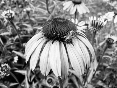 Kanatlı arı yavaşça bitkiye uçar, çiçekten özel arı kovanına bal için nektar toplar, güzel çiçeklerden oluşan bal tokası, arıların bacaklarında sarı polen, tatlı bal nektarı.