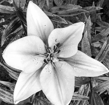 Nilüfer çiçekleri bahçede doğal yapraklarla çiçek açıyor, kır bahçesine çiçek açan kır çiçekleri, büyük sokak bahçesinde çiçek açan kır çiçekleri.