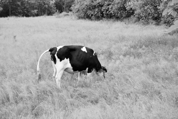 Photography Theme Beautiful Big Milk Cow Grazes Green Meadow Blue — Fotografia de Stock