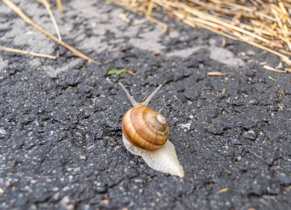 大きな庭のカタツムリのシェルにぬれた道を急いで家に這う カタツムリのヘリックスは 栄養クリームを作ることができるスライムからシェル内の体 自然の喜びの動物カタツムリを保護するために食用おいしい料理のコイルシェルで構成されています — ストック写真