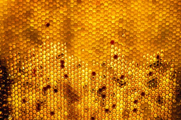 Drop Bee Honey Drip Hexagonal Honeycombs Filled Golden Nectar Honeycombs — Stockfoto