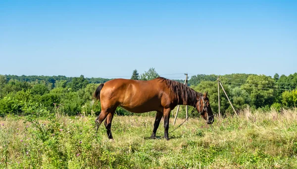 Beau Cheval Brun Sauvage Étalon Sur Prairie Fleurs Été Cheval — Photo