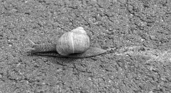 Große Gartenschnecke Schneckenhaus Kriecht Auf Nasser Straße Hastig Nach Hause — Stockfoto