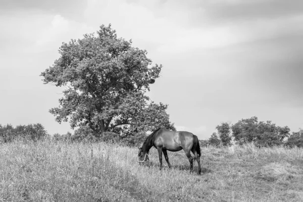 Beau Cheval Sauvage Brun Étalon Sur Prairie Fleurs Été Cheval — Photo