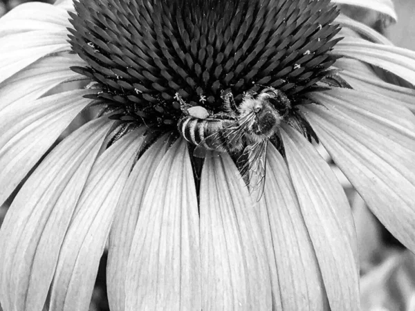 Winged Μέλισσα Πετάει Αργά Στο Φυτό Συλλέγουν Νέκταρ Για Μέλι — Φωτογραφία Αρχείου