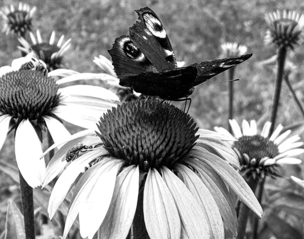Fotoğraf Temalı Güzel Bir Siyah Kelebek Kralının Çayır Çiçeğinin Üzerindeki — Stok fotoğraf