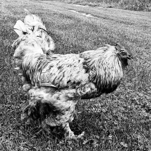 Rooster Kraaien Zoek Naar Voedsel Natuurgras Traditionele Landelijke Schuur Vogel — Stockfoto