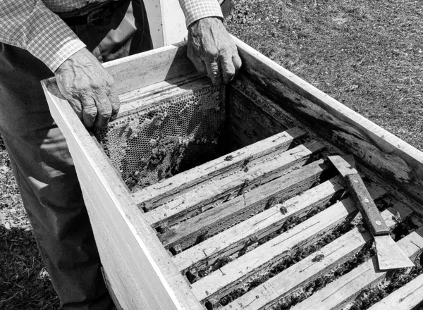 Okřídlená Včela Pomalu Letí Včelaři Sbírat Nektar Soukromém Včelíně Živých — Stock fotografie