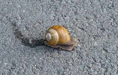 Islak yolda sürünen kabuklu büyük bahçe salyangozu çabuk eve gel, salyangoz Helix vücudu korumak için sarılmış lezzetli yiyeceklerden oluşur, balçıklı doğal neşe salyangozu balçıktan korur, besleyici krema yapabilir.