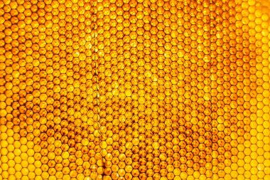 Altın nektarla dolu altıgen bal peteklerinden arı damlayan bal damlası, bal peteği yaz kompozisyonu doğal bal damlası, balmumu çerçeve arısına damlayan bal damlası, bal peteğine damlayan bal damlası