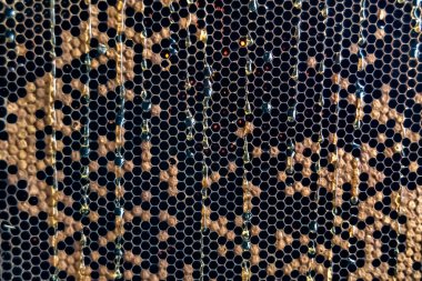 Altın nektarla dolu altıgen bal peteklerinden arı damlayan bal damlası, bal peteği yaz kompozisyonu doğal bal damlası, balmumu çerçeve arısına damlayan bal damlası, bal peteğine damlayan bal damlası