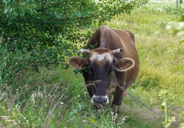 Tema üzerine fotoğraf. Güzel, büyük süt ineği mavi gökyüzünün altında yeşil çayırda otluyor. Uzun kuyruklu süt ineğinden oluşan fotoğraf çayırda saman yiyor. Lezzetli beyaz sıvı için otlaktaki süt ineği.