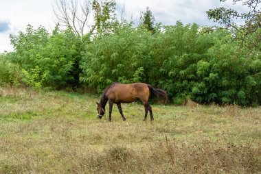 Yazlık çiçek çayırında güzel kahverengi at, yeşil çimen yiyen at. Uzun yeleli at aygırı ayakta duruyor. Atlı aygır açık havada, büyük at atları.