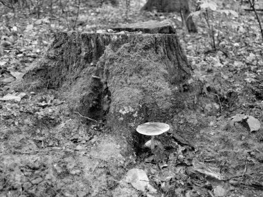 Ormanda yaprakların üzerinde büyük ve güzel zehirli mantar teması için fotoğraf, doğal zehirli mantarlardan ormanlara kadar fotoğraf, büyük ormanlarda zehirli mantarlar.