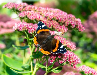 Fotoğrafçılık, güzel siyah kelebek kralının çayır çiçeğinin üzerindeki teması. Kelebek Kral 'ın çayırda parlak kanatlarını salladığı fotoğraf. Yaşlı kelebek Kral 'dan çayır çiçeğine.