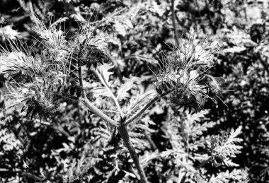 Kanatlı arı yavaşça bitkiye uçar, çiçekten özel arı kovanına bal için nektar toplar, güzel çiçeklerden oluşan bal tokası, arıların bacaklarında sarı polen, tatlı bal nektarı.