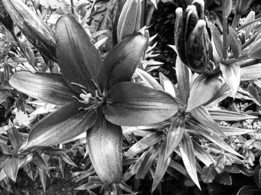 Nilüfer çiçekleri bahçede doğal yapraklarla çiçek açıyor, kır bahçesine çiçek açan kır çiçekleri, büyük sokak bahçesinde çiçek açan kır çiçekleri.