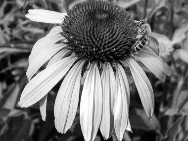 Kanatlı arı yavaşça bitkiye uçar, çiçekten özel arı kovanına bal için nektar toplar, güzel çiçeklerden oluşan bal tokası, arıların bacaklarında sarı polen, tatlı bal nektarı.