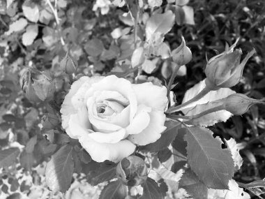 Çiçekler, dikenli güller bahçede doğal yapraklarla çiçek açıyor, dikenli kır çiçekleri, kır bahçesine çiçek açıyor, kır çiçekleri, dikenli çiçekler bahçede çiçek açıyor.