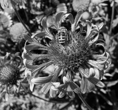 Kanatlı arı yavaşça bitkiye uçar, çiçekten özel arı kovanına bal için nektar toplar, güzel çiçeklerden oluşan bal tokası, arıların bacaklarında sarı polen, tatlı bal nektarı.