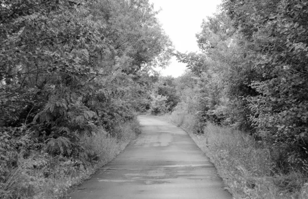 Renkli arka planda güzel boş asfalt yol, kırsal alandan geçen yeni boş asfalt yol, yeşillik kırsalında hız arabası için boş asfalt yol.