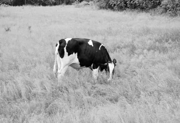 Fotografia Temat Pięknych Dużych Wypasów Krów Mlecznych Zielonej Łące Pod — Zdjęcie stockowe