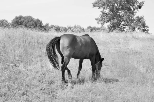 Bonito Cavalo Selvagem Castanho Garanhão Verão Flor Prado Equino Comendo — Fotografia de Stock