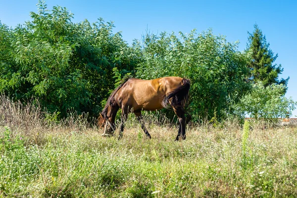 Beau Cheval Brun Sauvage Étalon Sur Prairie Fleurs Été Cheval — Photo