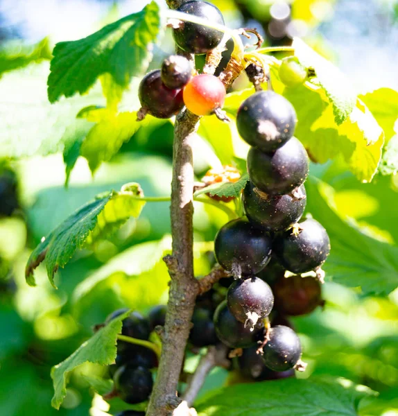 Photography Theme Beautiful Bush Berry Black Currant Natural Leaf Sky — Stock Photo, Image