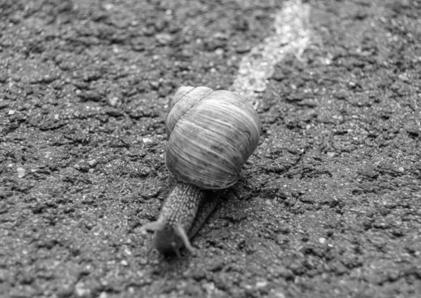 Big Garden Snail Shell Crawling Wet Road Hurry Home Snail — Fotografia de Stock