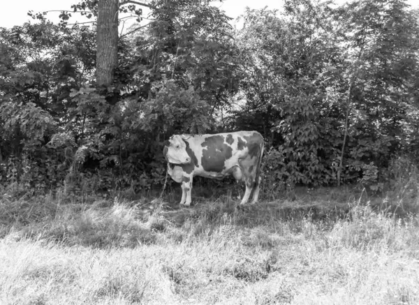 Fotografia Sobre Tema Bonito Grande Leite Vaca Pastagens Prado Verde — Fotografia de Stock