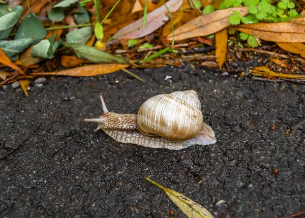 Caracol Grande Jardim Com Casca Rastejando Estrada Molhada Pressa Para — Fotografia de Stock