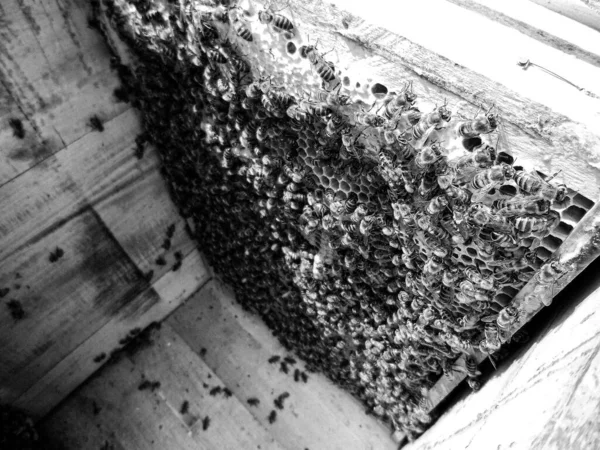 Die Geflügelte Biene Fliegt Langsam Zum Bienenkorb Sammelt Nektar Auf — Stockfoto