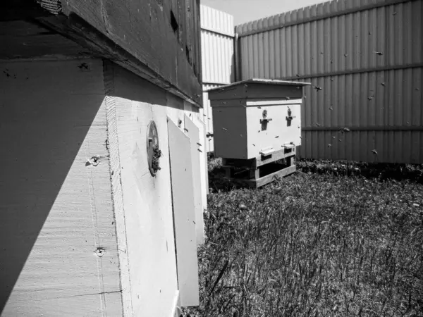 Winged Bee Slowly Flies Beehive Collect Nectar Private Apiary Live — Foto Stock