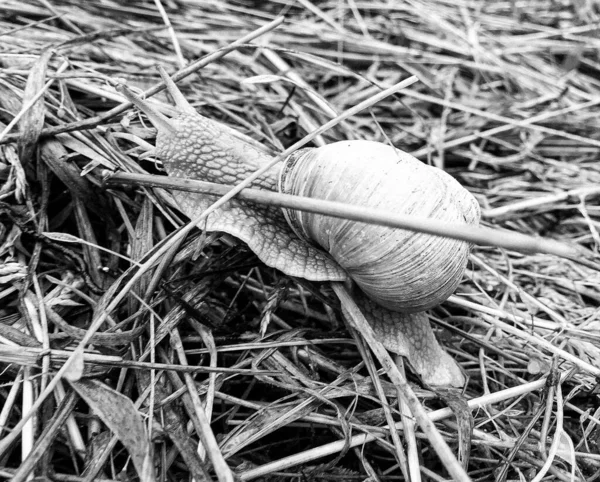 Big Garden Snail Shell Crawling Wet Road Hurry Home Snail — Stock Photo, Image