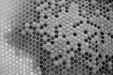 Altın nektarla dolu altıgen bal peteklerinden arı damlayan bal damlası, bal peteği yaz kompozisyonu doğal bal damlası, balmumu çerçeve arısına damlayan bal damlası, bal peteğine damlayan bal damlası