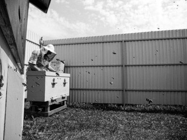 Kanatlı arı yavaşça uçar ve canlı çiçeklerden özel arı kovanına nektar toplar. Arı kovanından, arı kovanından, arı bacağındaki çiçek tozundan, arılara yakın planda arı kovanından oluşan arı kovanından.