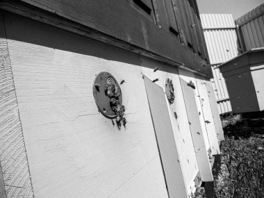 Kanatlı arı yavaşça uçar ve canlı çiçeklerden özel arı kovanına nektar toplar. Arı kovanından, arı kovanından, arı bacağındaki çiçek tozundan, arılara yakın planda arı kovanından oluşan arı kovanından.